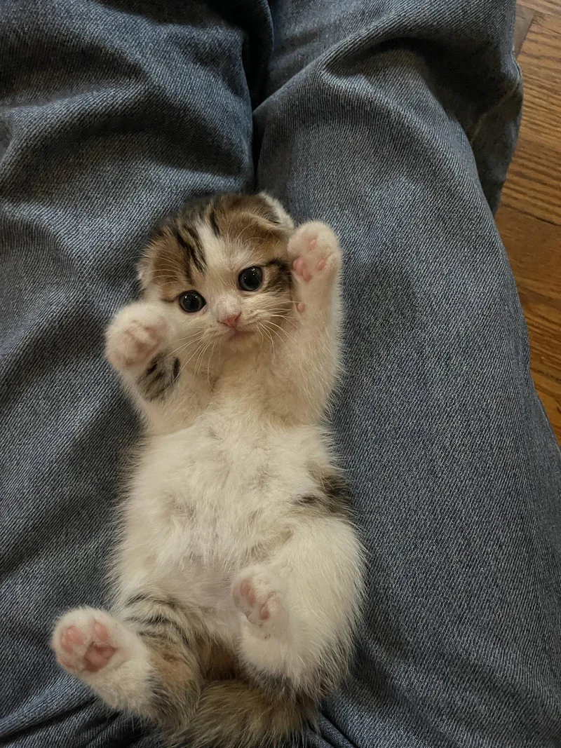 A baby medium-sized female Scottish Fold cat named Birdie for adoption in Broomall, PA