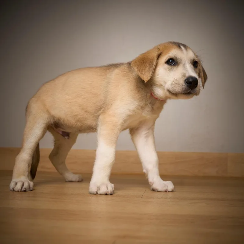 Cooper D thumbnail 2