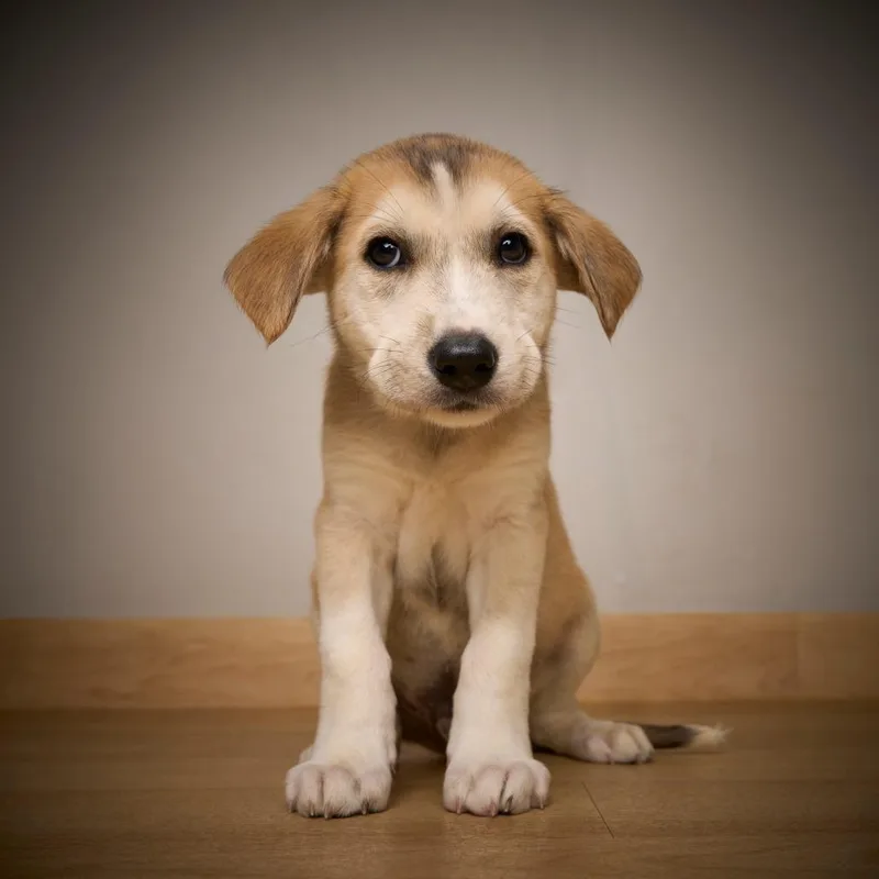 Cooper D thumbnail 3