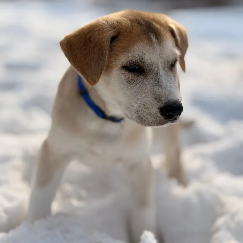 Cooper D thumbnail 4