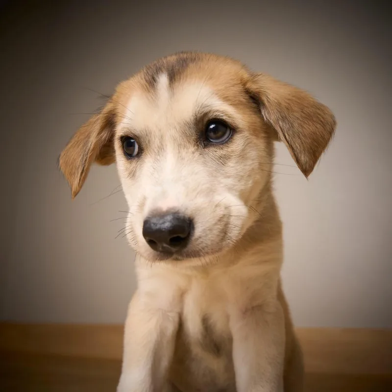 Cooper D thumbnail 5