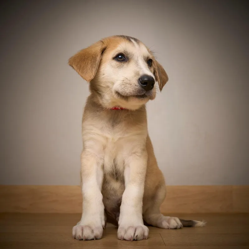 Cooper D thumbnail 6