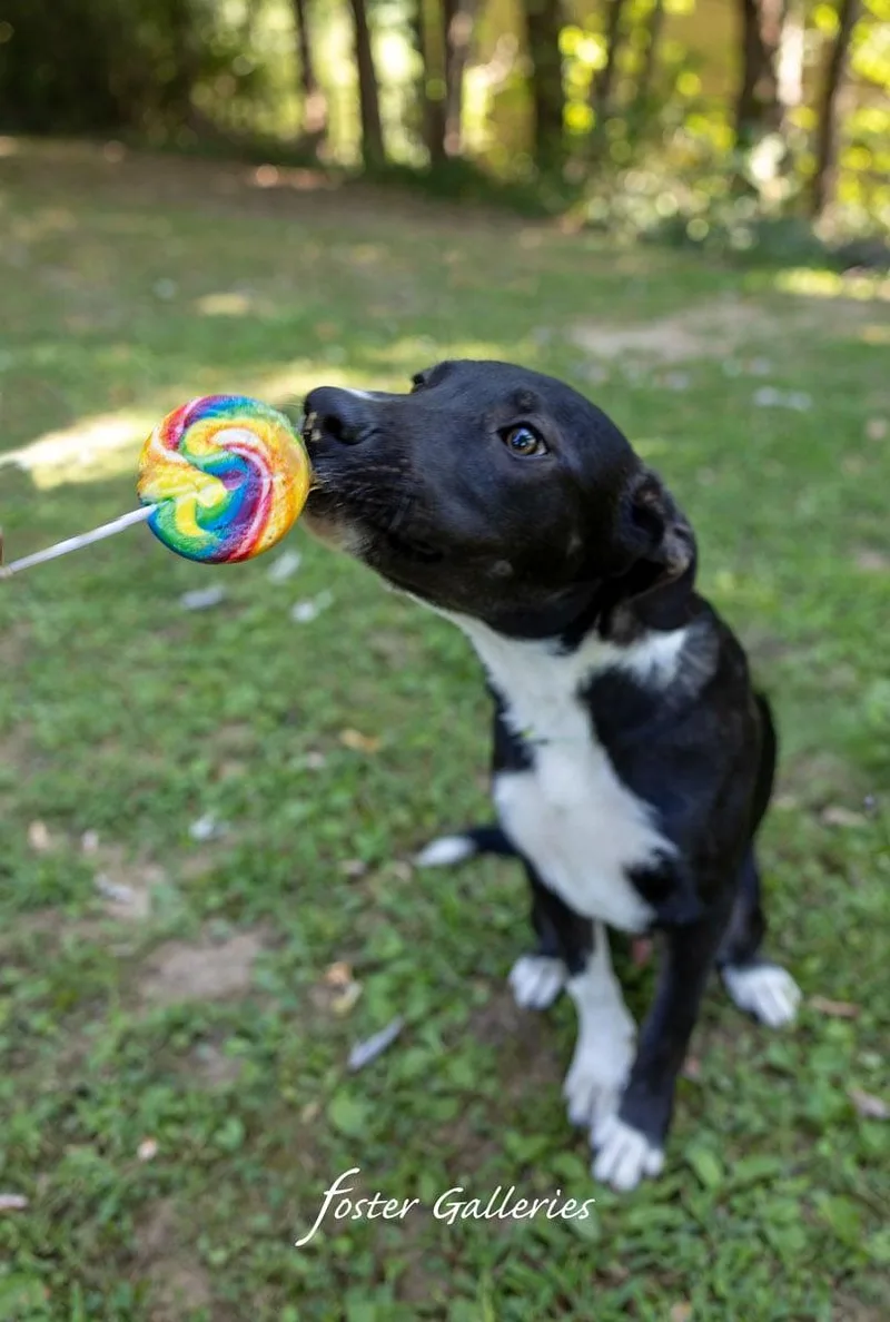 A baby medium-sized male Terrier dog named Ralphie for adoption in Greeneville, TN