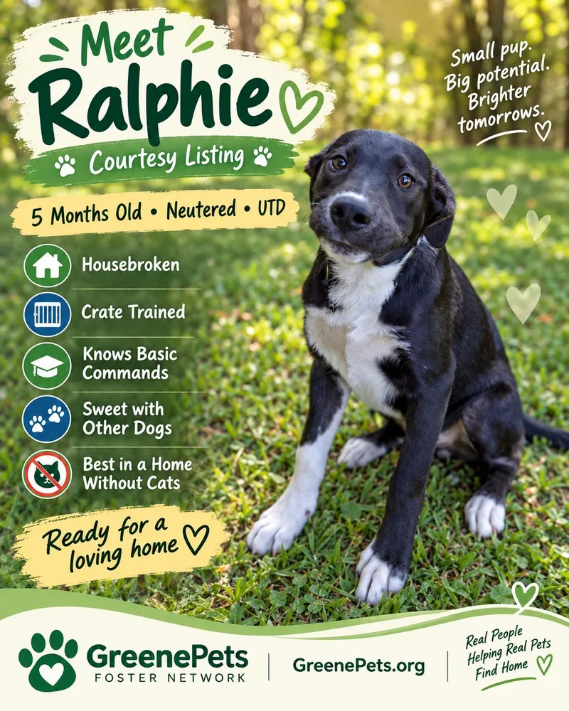 Ralphie thumbnail 4
