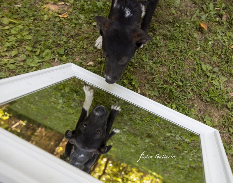 Ralphie thumbnail 5