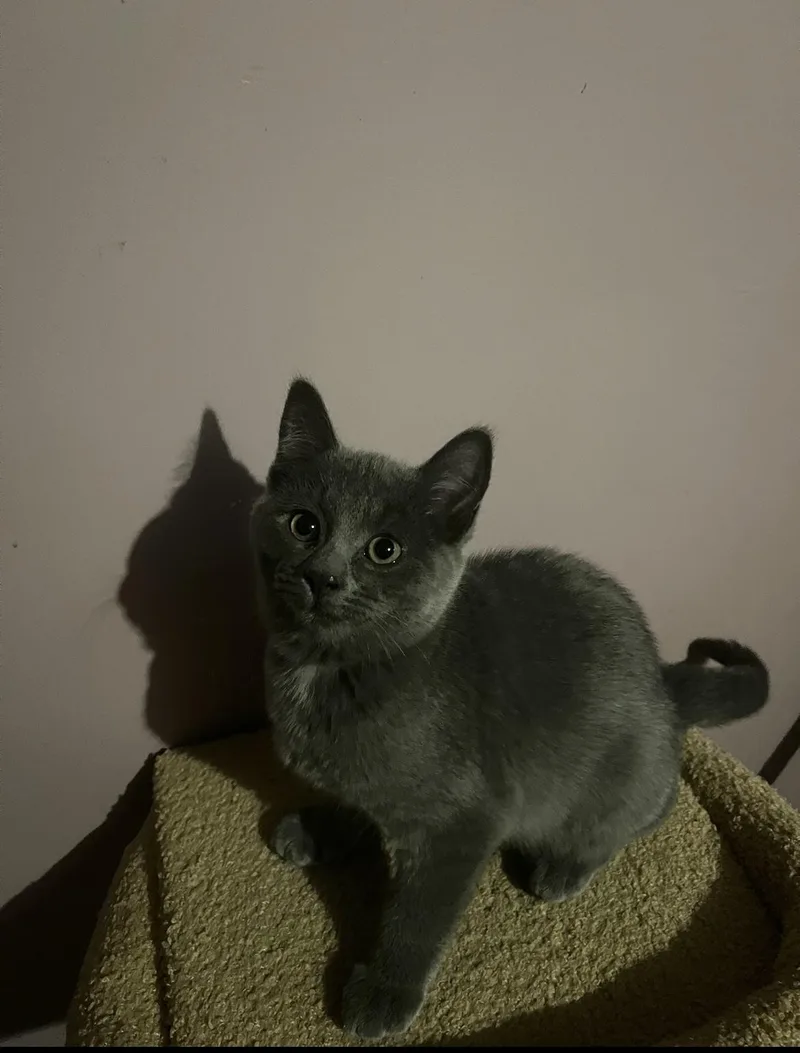A young medium-sized female Domestic Short Hair cat named Heather for adoption in Belchertown, MA