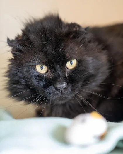 An adult medium-sized male Domestic Short Hair cat named Flint for adoption in Pequot Lakes, MN