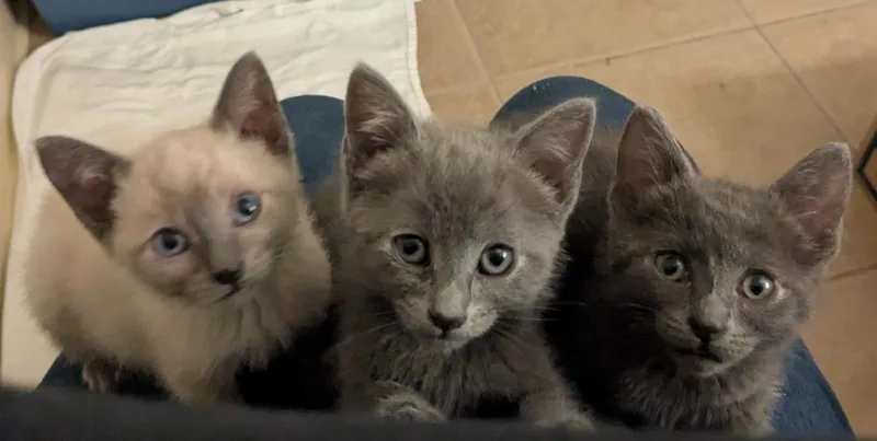 A baby medium-sized female Domestic Short Hair cat named Porter for adoption in Lincoln, CA
