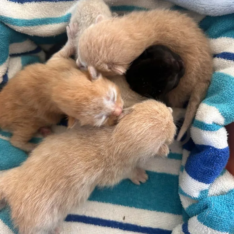 A baby small-sized female Buff / Tan / Fawn Domestic Short Hair cat named Artemis C for adoption in Princeton, MN