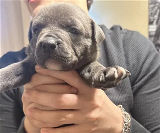 A baby small-sized female American Staffordshire Terrier dog named Jasmine for adoption in San Antonio, TX