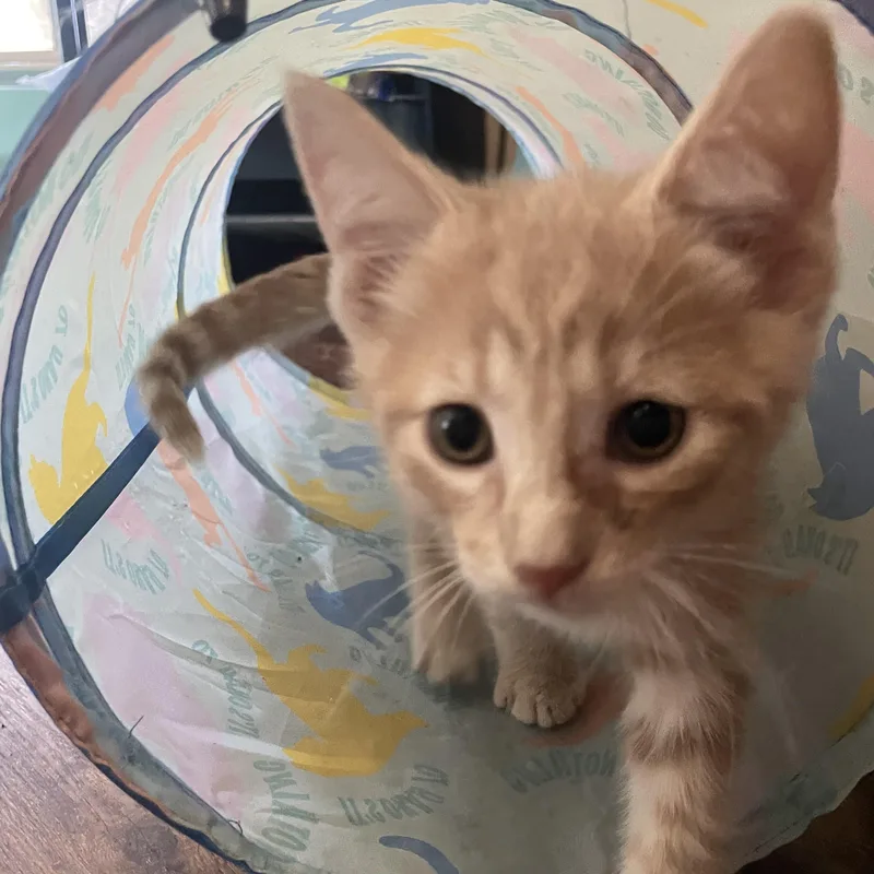 A baby medium-sized male Orange / Red Domestic Short Hair cat named The Dude for adoption in Bryan, TX