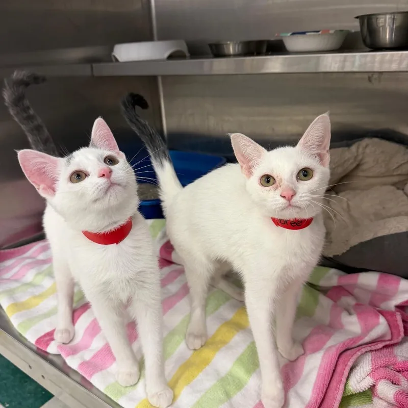 A young small-sized female White Domestic Short Hair cat named Bree for adoption in Hamburg, NY