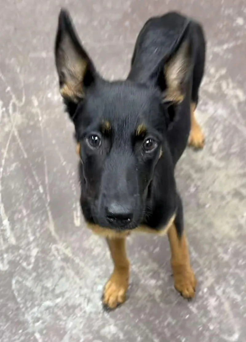 A baby medium-sized female Bicolor German Shepherd Dog dog named Charlee for adoption in Navarre, FL