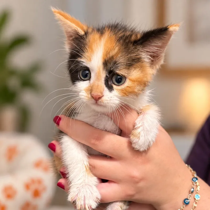 A baby small-sized female Calico Domestic Short Hair cat named Poppy for adoption in Silver Spring, MD