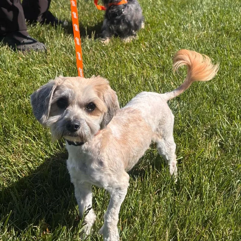 An adult small-sized female Yellow / Tan / Blond / Fawn Yorkshire Terrier dog named Tequila for adoption in Nampa, ID