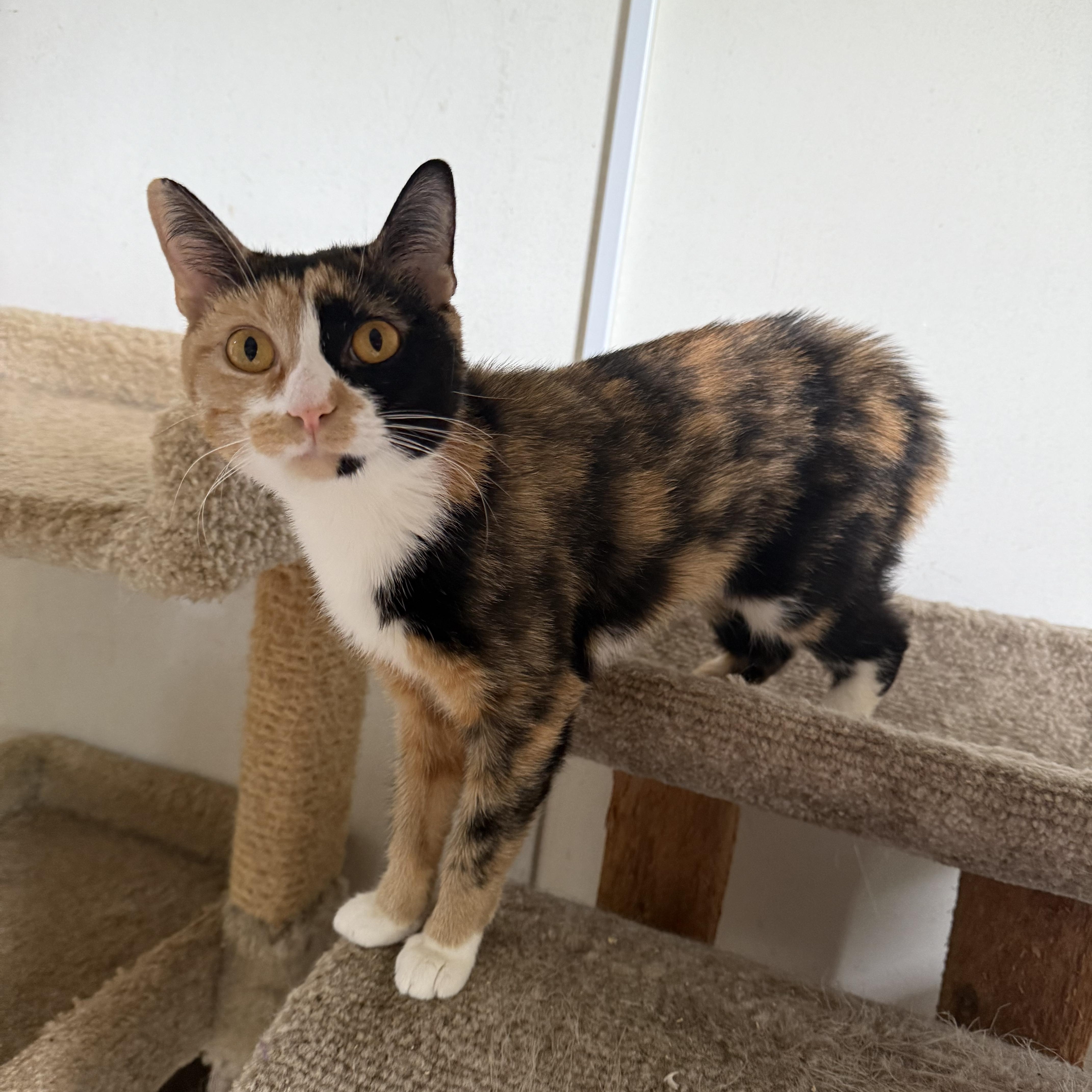 An adult medium-sized female Black Domestic Short Hair cat named Mama for adoption in Hendersonville, TN