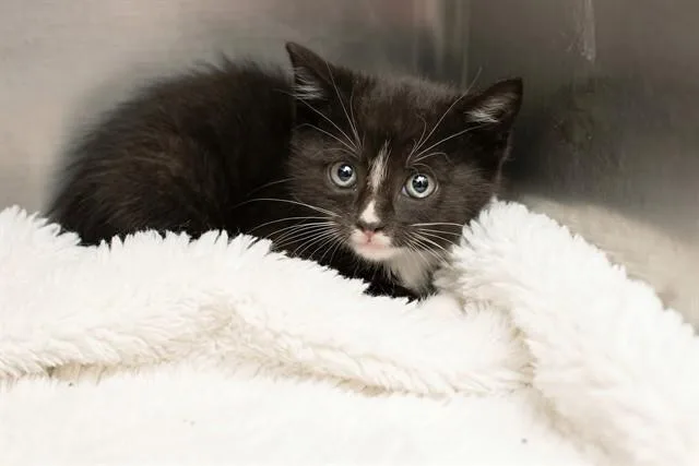 A baby small-sized female Domestic Medium Hair cat named Claritin for adoption in Belleville, IL