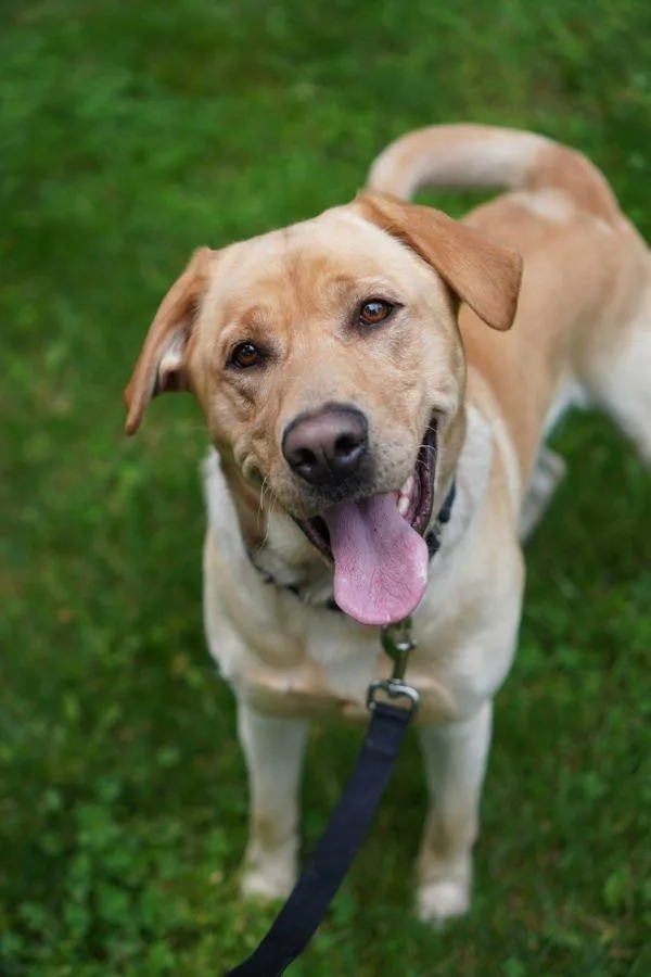 An adult large-sized male Labrador Retriever dog named Tuka for adoption in Vancouver, WA