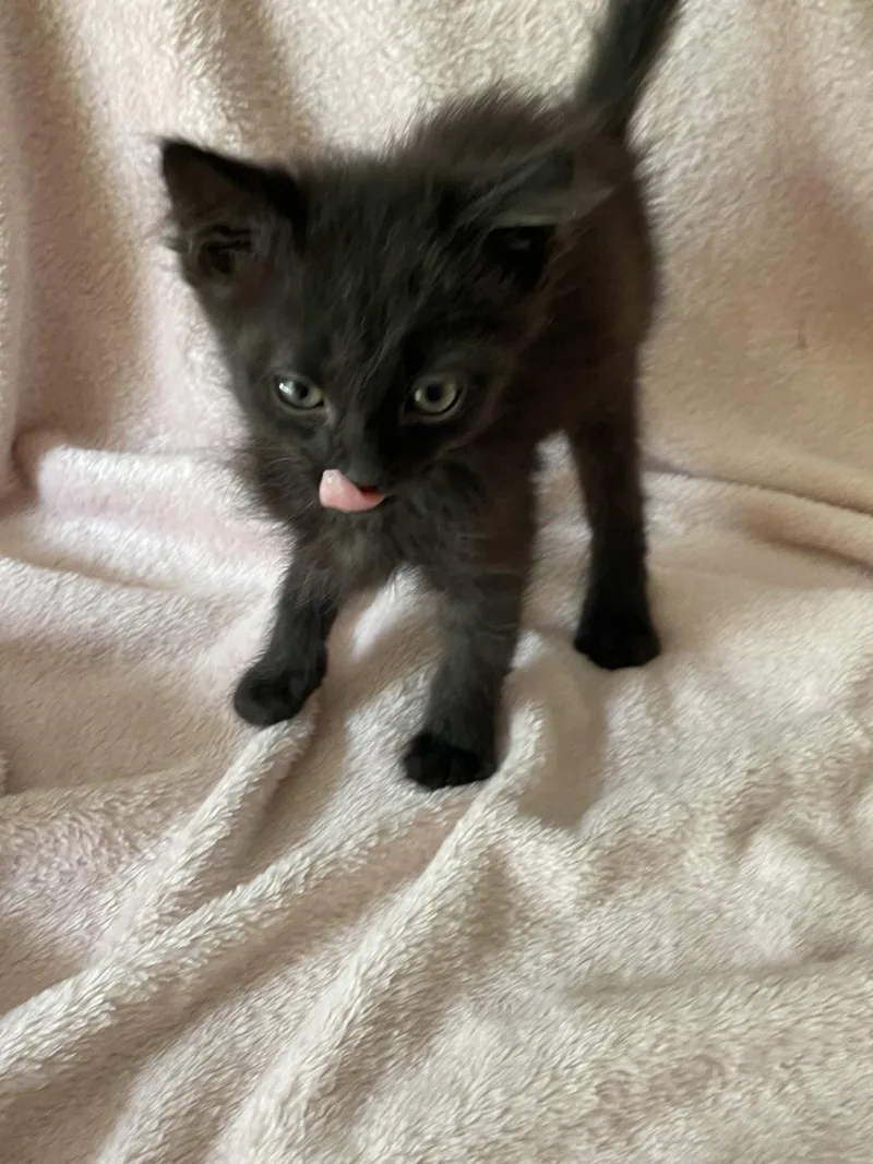 A baby medium-sized male Black Domestic Short Hair cat named Silas for adoption in Crown Point, IN