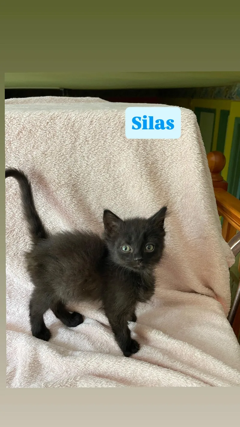Silas thumbnail 2