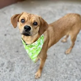 A young small-sized female Yellow / Tan / Blond / Fawn Mixed Breed dog named Nezuko for adoption in Hampton Bays, NY