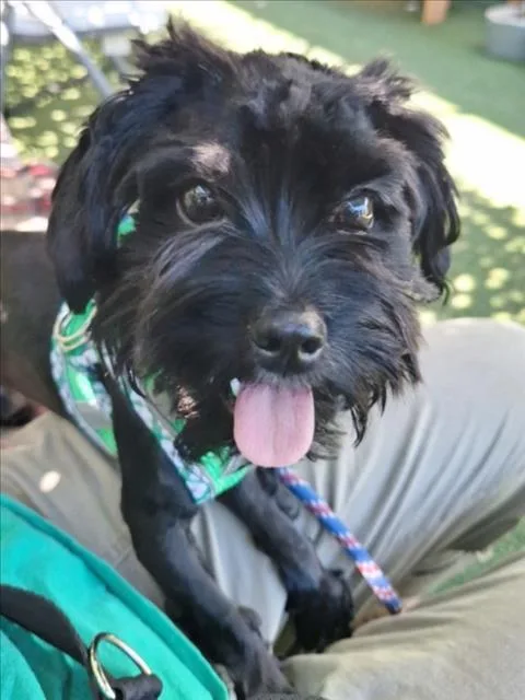 A young small-sized male Poodle dog named Toto for adoption in Woodland, CA