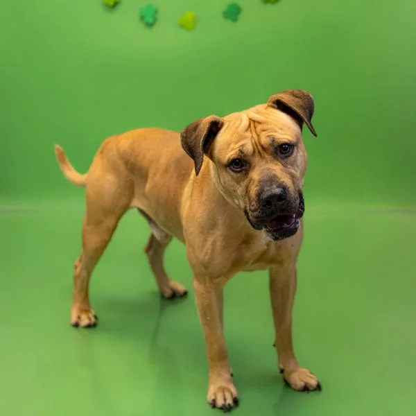 Pen C  Angus thumbnail 2