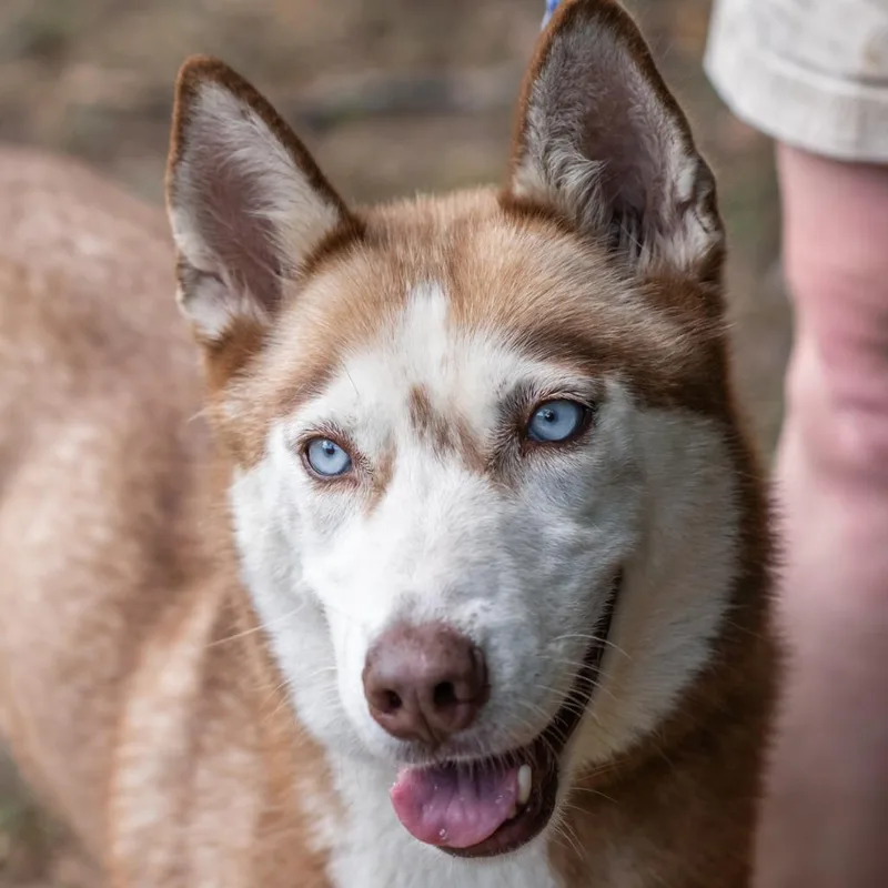 An adult medium-sized female Red / Chestnut / Orange Husky dog named Zelda for adoption in Bartlett, TN