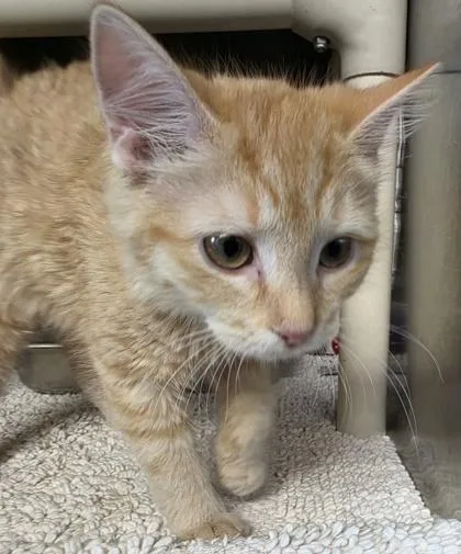 Terra Cotta thumbnail 2