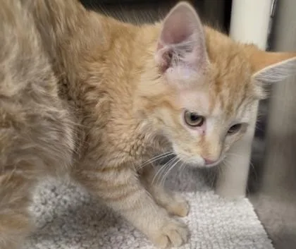 Terra Cotta thumbnail 3