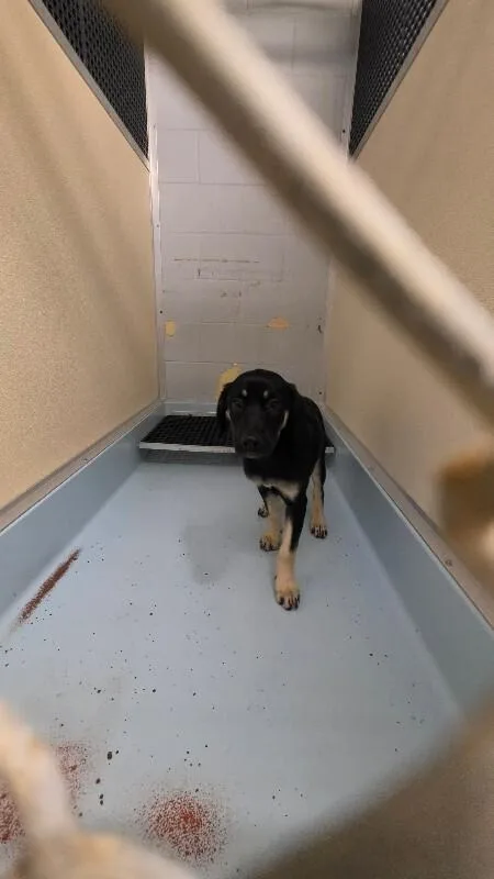 A young medium-sized female Black Mixed Breed dog named Petal for adoption in Cincinnati, OH