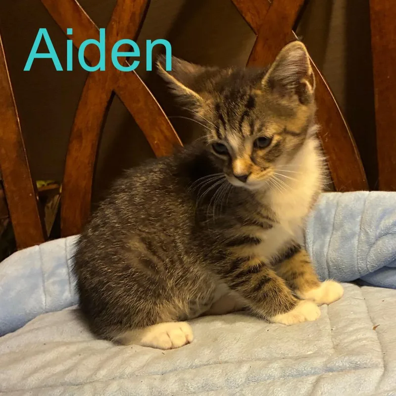 A baby small-sized male Brown / Chocolate Domestic Short Hair cat named Aiden for adoption in Carmel, IN