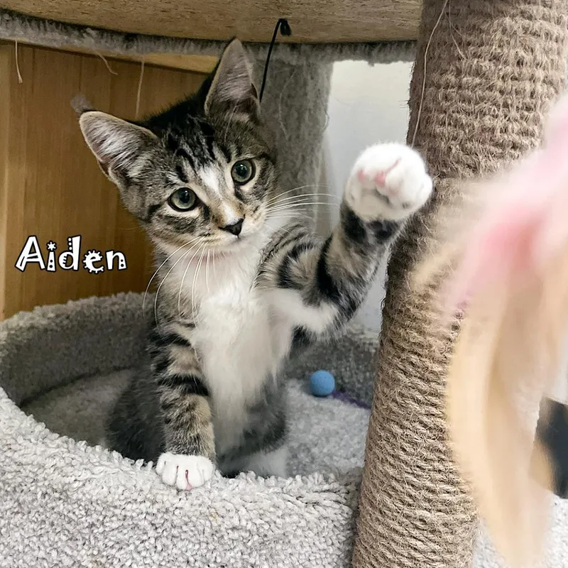 Aiden thumbnail 3