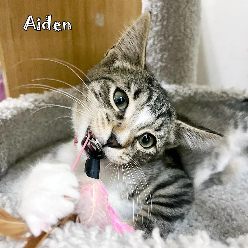 Aiden thumbnail 6