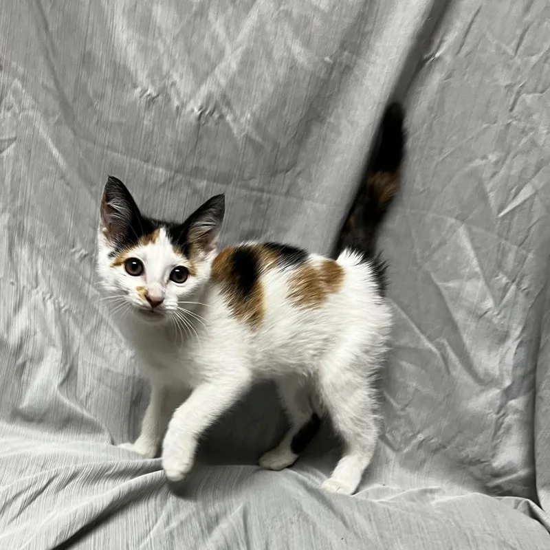 A baby small-sized female White Domestic Short Hair cat named Sage for adoption in Raleigh, NC