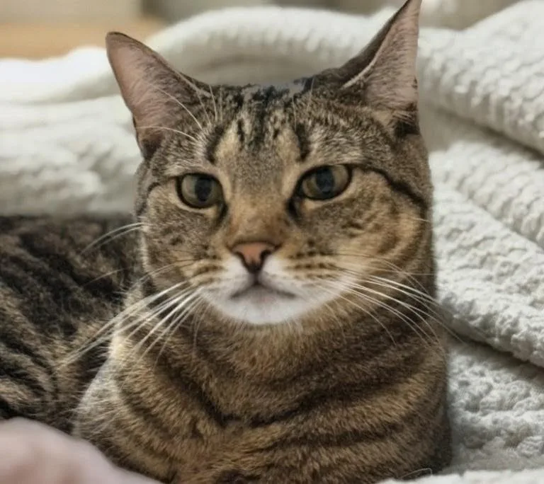 An adult medium-sized female Domestic Short Hair cat named Chichi for adoption in Oakland Park, FL