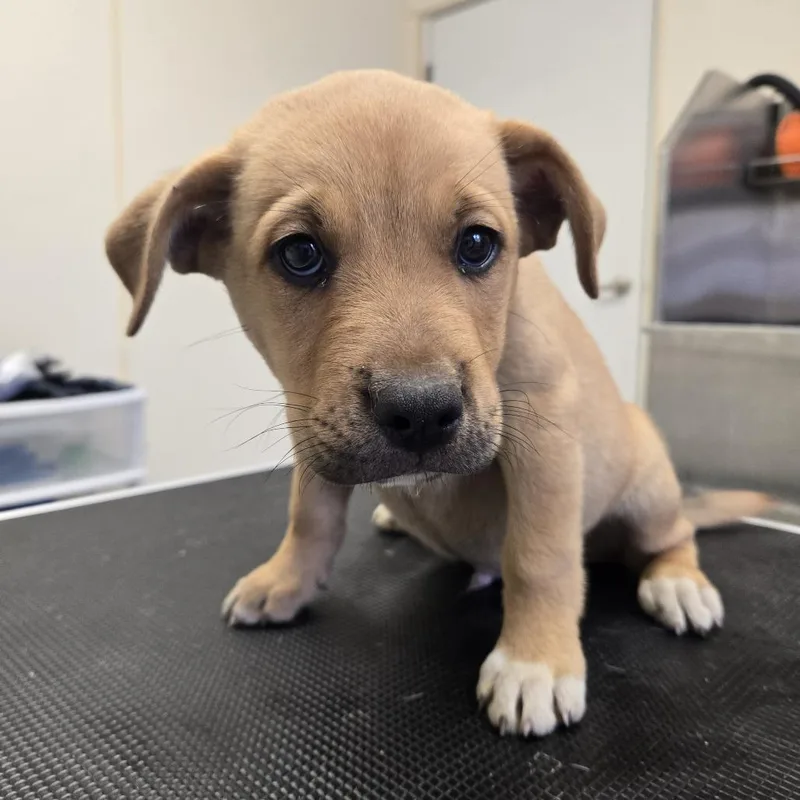 A baby small-sized male Border Collie dog named Plankton for adoption in Tawas City, MI