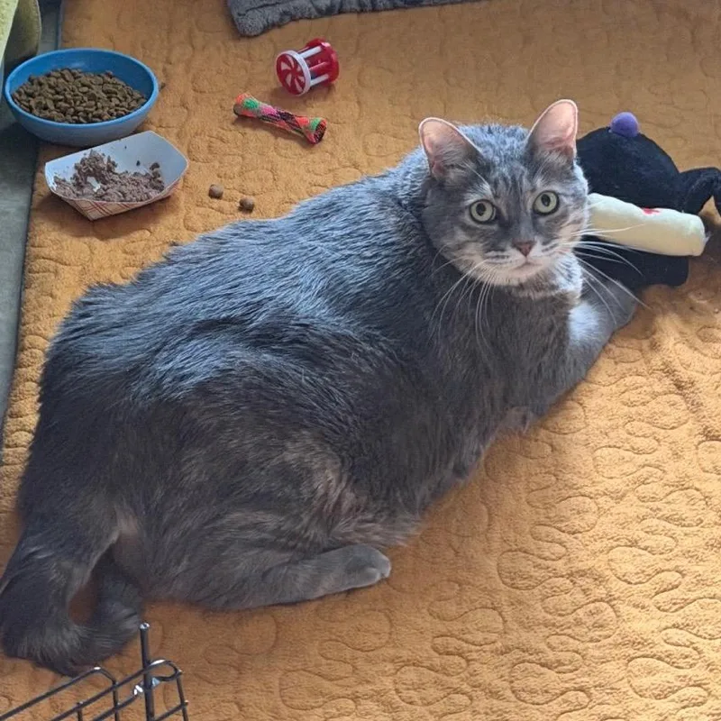 An adult extra large-sized female Gray / Blue / Silver Domestic Short Hair cat named Astra for adoption in Providence, RI