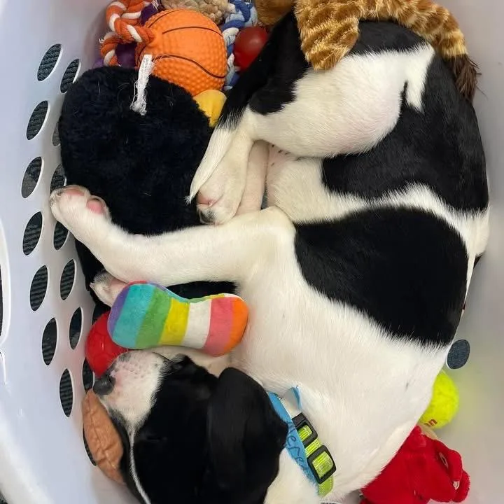 A baby medium-sized female Black Mixed Breed dog named Meredith Grey for adoption in Fredericksburg, VA