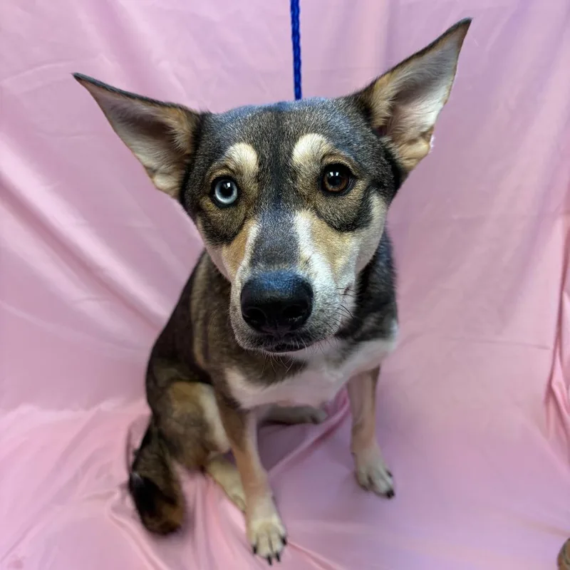 A young medium-sized female Brown / Chocolate Husky dog named Hazel for adoption in Royse City, TX