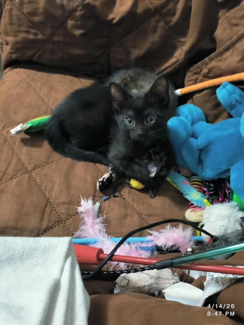 A baby medium-sized male Domestic Short Hair cat named Trouble for adoption in Herndon, VA