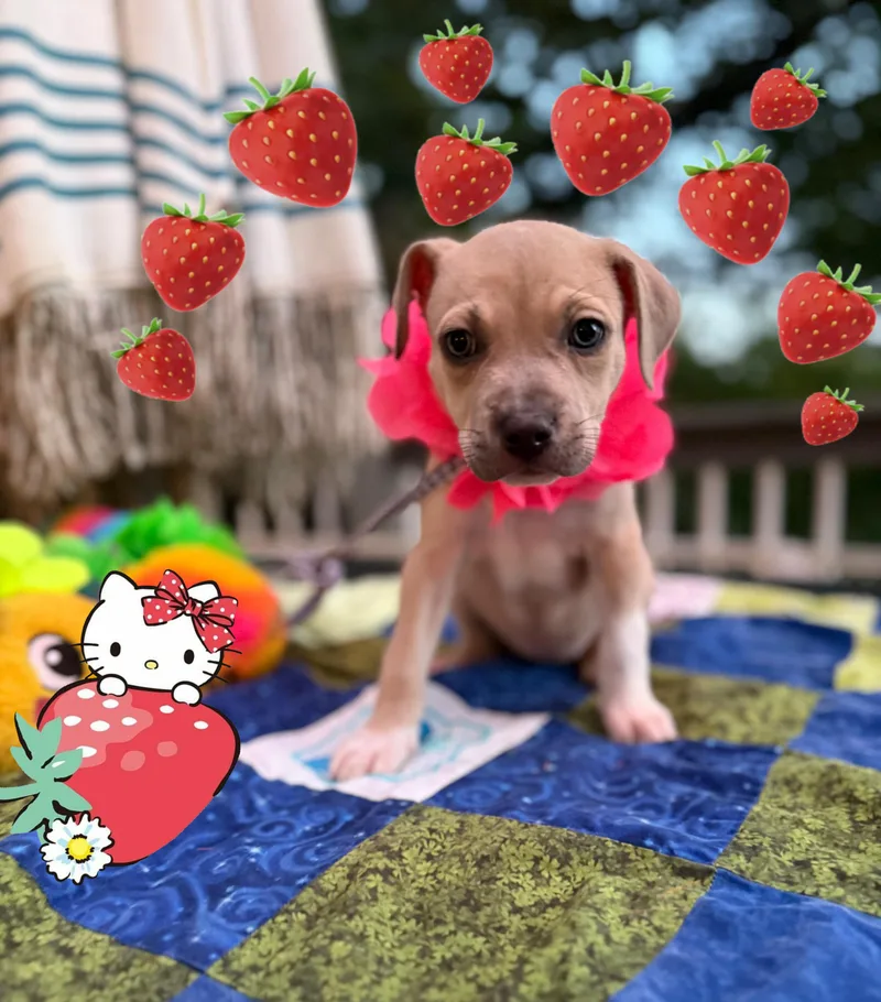 Miss Strawberry thumbnail 2