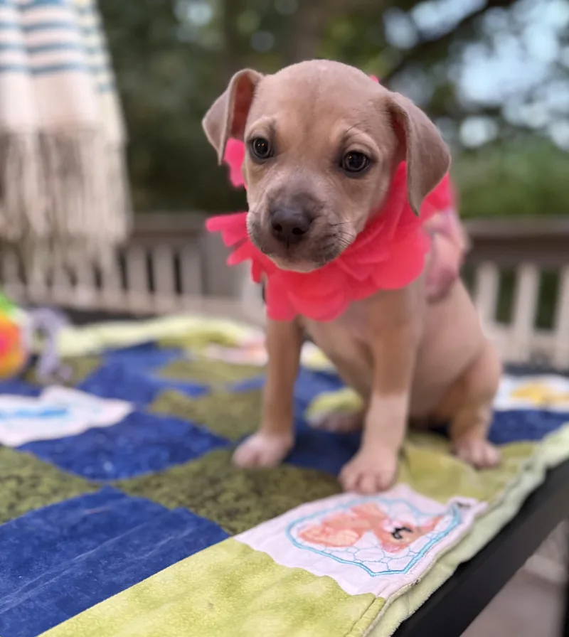 Miss Strawberry thumbnail 5