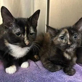 A baby small-sized female Black Domestic Short Hair cat named Starbright for adoption in Cumberland, RI