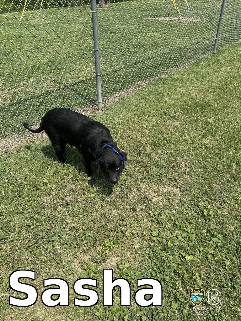 An adult medium-sized female Labrador Retriever dog named Sasha for adoption in Rocky Mount, NC