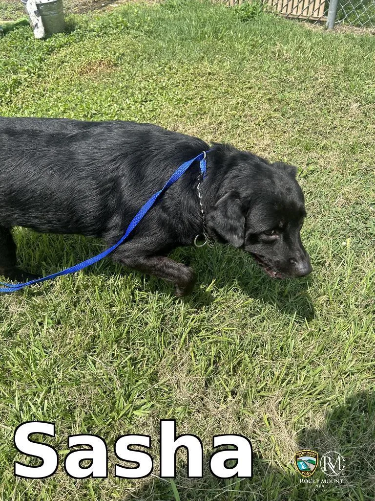 Sasha thumbnail 3