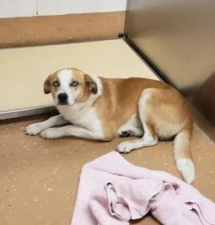 An adult medium-sized male Yellow / Tan / Blond / Fawn Hound dog named Brownie for adoption in Allen, TX