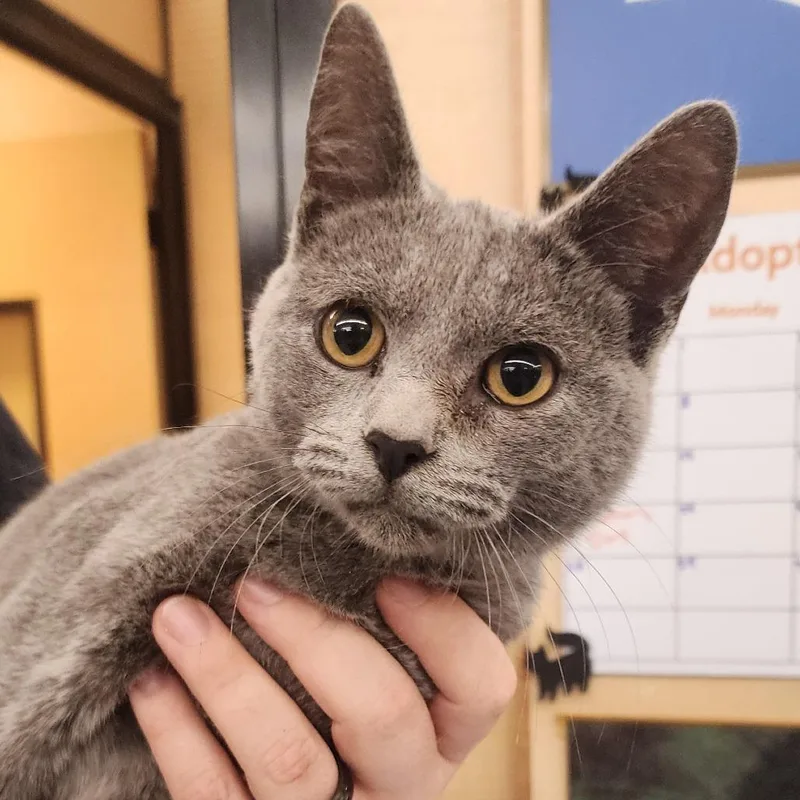 A young medium-sized male Gray / Blue / Silver Domestic Short Hair cat named Moe for adoption in Toledo, OH