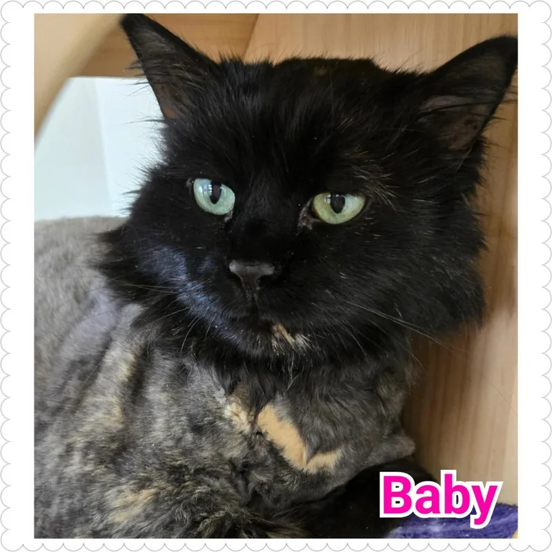A senior large-sized female Domestic Long Hair cat named Baby for adoption in North Saint Paul, MN