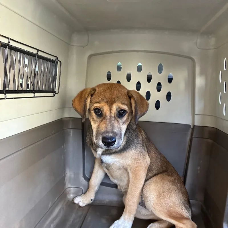 A baby small-sized female Brown / Chocolate Shepherd dog named Nakita for adoption in Montgomery, AL